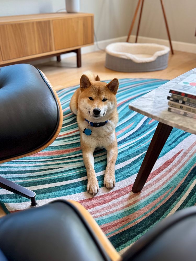 a Shiba Inu, lying sphinx-like, staring at the camera