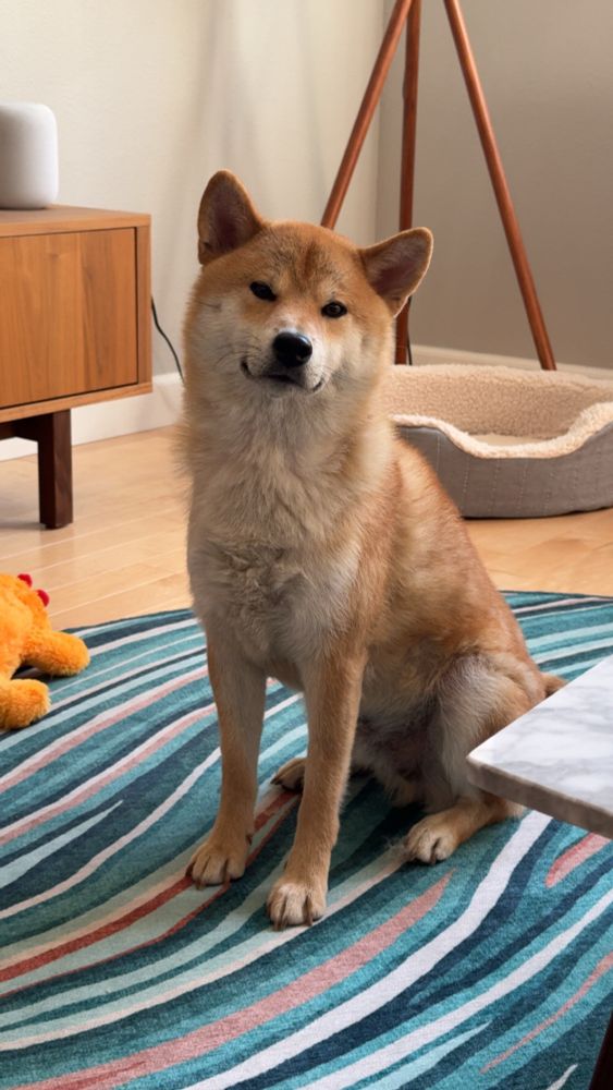 A stunning Shiba Inu sits and looks at the cameraman, head cocked with the appearance of a smirk