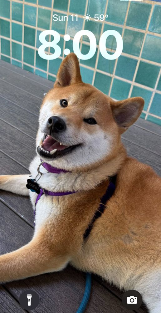an iPhone lock screen featuring the smiling face of a handsome shiba inu dog