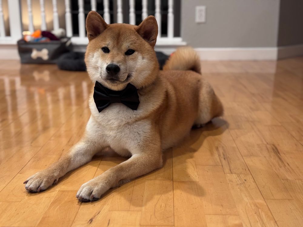 A Shiba Inu dog laying down while wearing a black bow tie