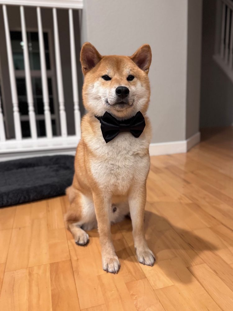 A Shiba Inu dog sitting handsomely while wearing a black bow tie