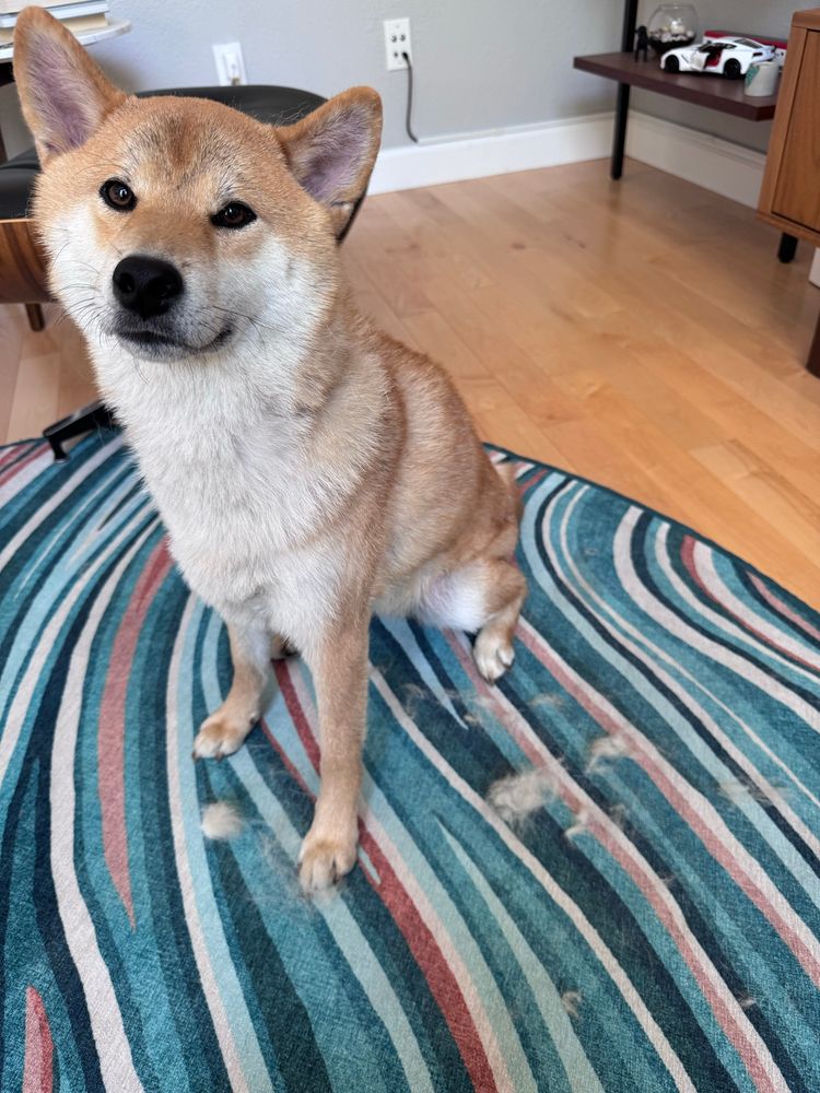 A Shiba Inu dog sitting proudly in front of a tiny fraction of his prolifically shed undercoat fluff