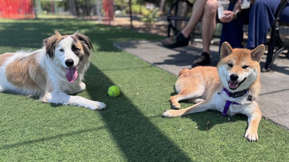 A charming Shiba Inu dog spending time at the dog park with his friend, a border collie-great pyrenees mix