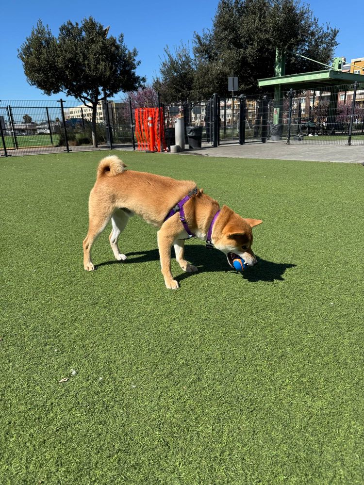 A Shiba Inu grabbing a ball in his mouth