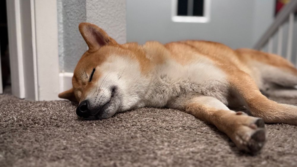 a Shiba Inu boy napping peacefully on the carpet