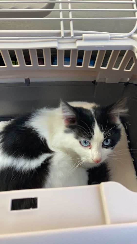 orion, a black and white cat with light blue eyes, sits in a crate. this photo was taken two years ago today. he is about 8 months old in this picture, and is a little baby man.