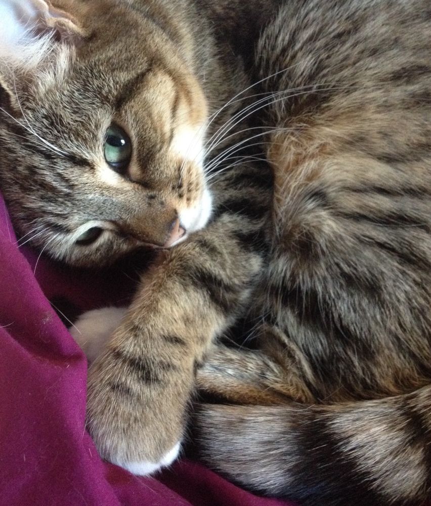 A photo of Dolly the cat in her younger days. She’s curled up and all tabby fur and paws and tail, with her white whiskers splayed across the middle of the image. Her head is turned so that one green eye looks at us, enigmatically acknowledging our presence. It is a beautiful photograph.