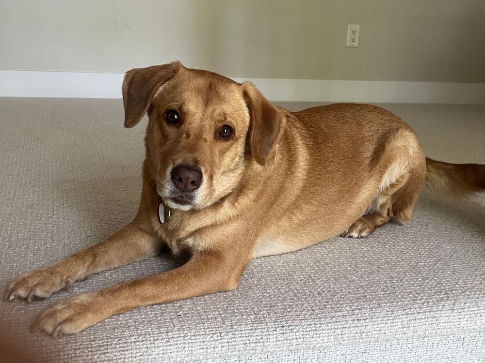 Bronte the yellow lab mix wondering where her friend is