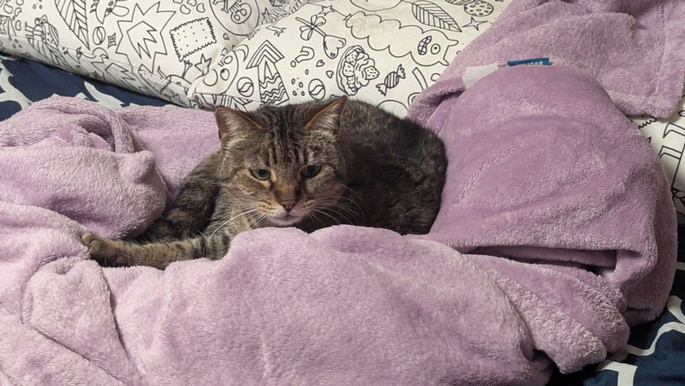 Lily kneading the blanket she's curled up in 