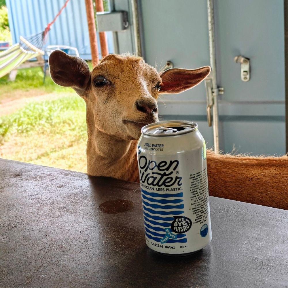 Little strawberry blonde goat bellied up to the bar. He's only allowed to drink water