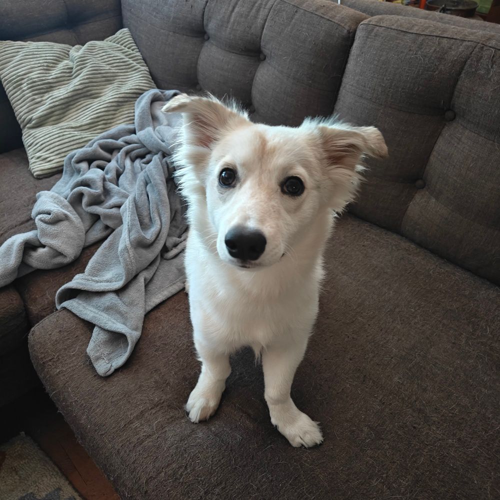 Optimistic looking Corgi mix pup sitting on a sofa without his cone on his head