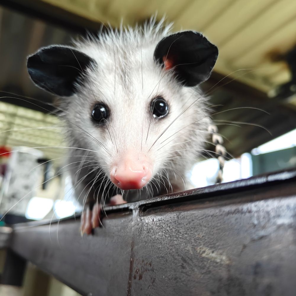 Juvenile opossum