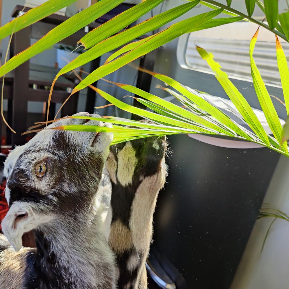 Baby goats eating a palm