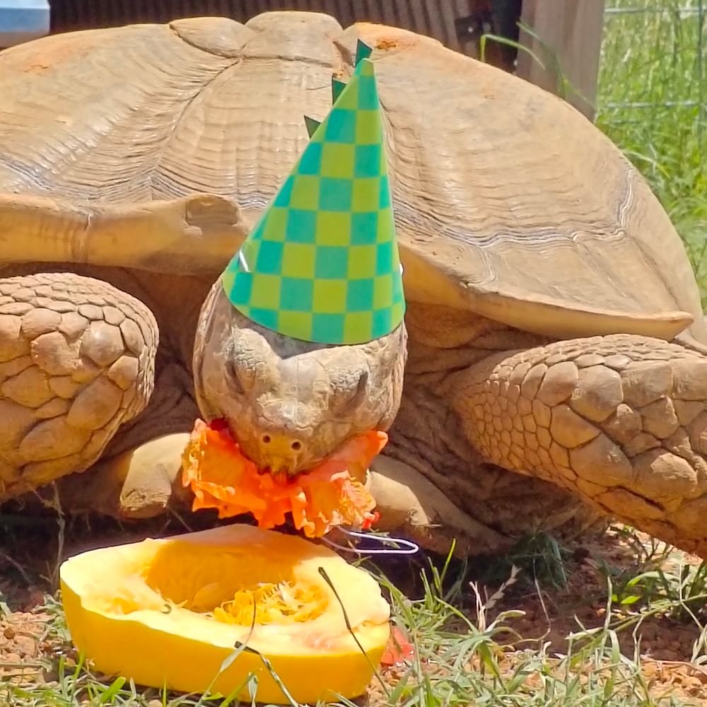 Tortoise and a party hat eating his birthday cake, a big hibiscus in his mouth