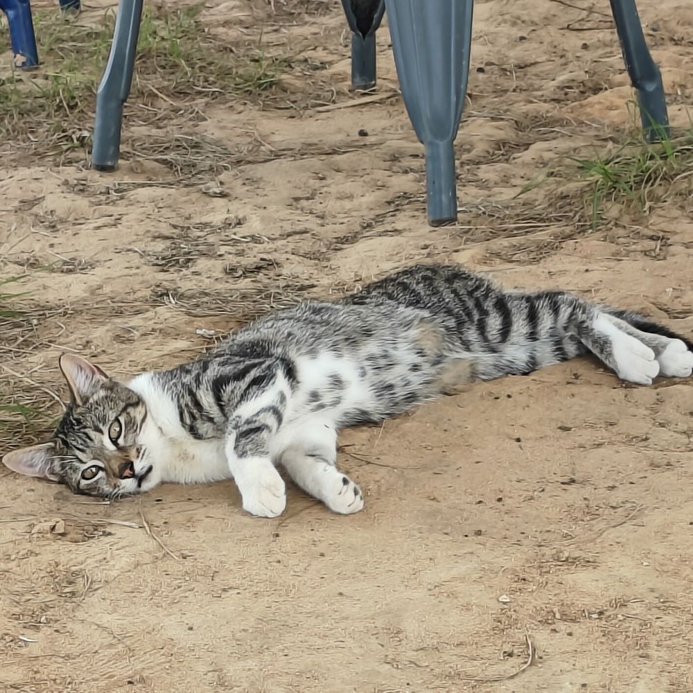 Gray black and white tabby cat lying and some dirt. You can see half of his belly and it looks like it has leopard spots on it