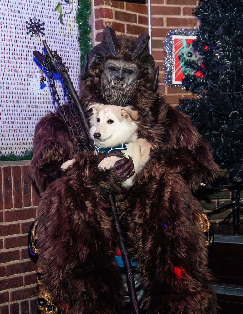 Fluffy white Corgi mix sitting in the lap of a very dark, furry brown krampus