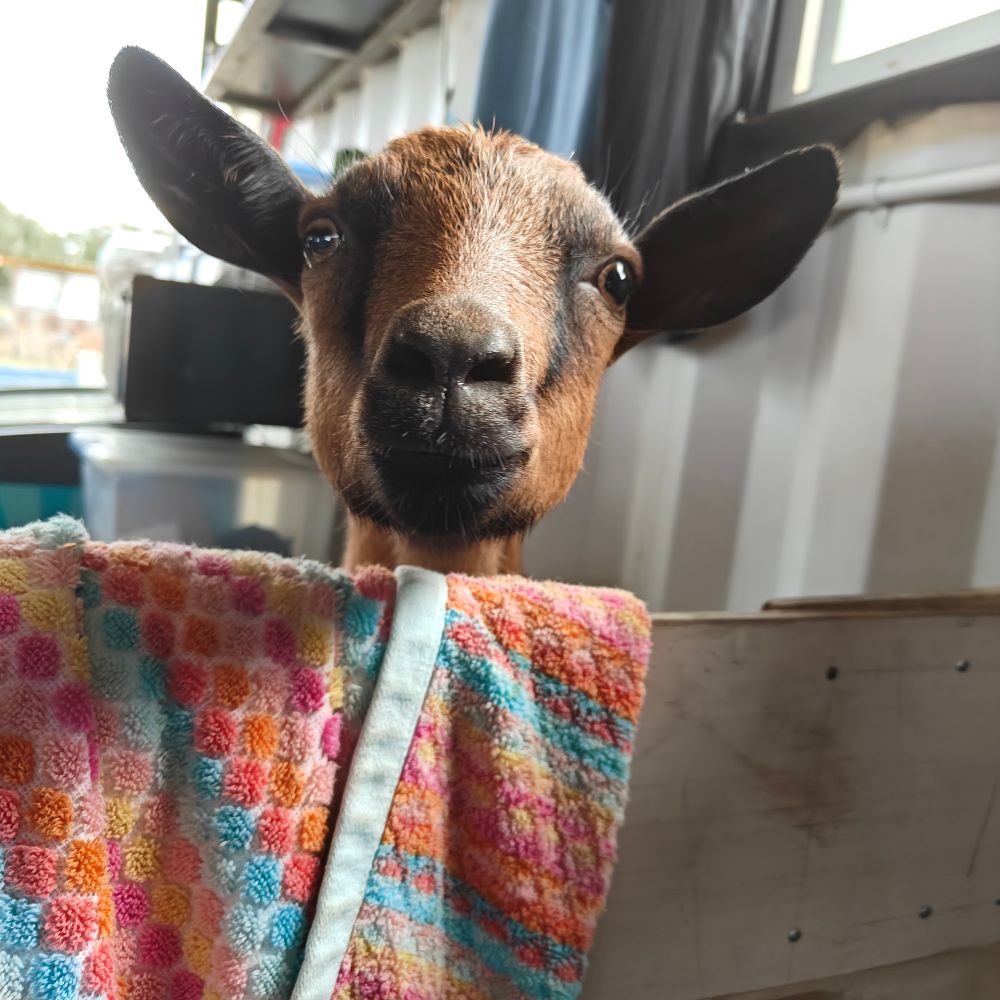 Adorable, inquisitive goat, ruining your day