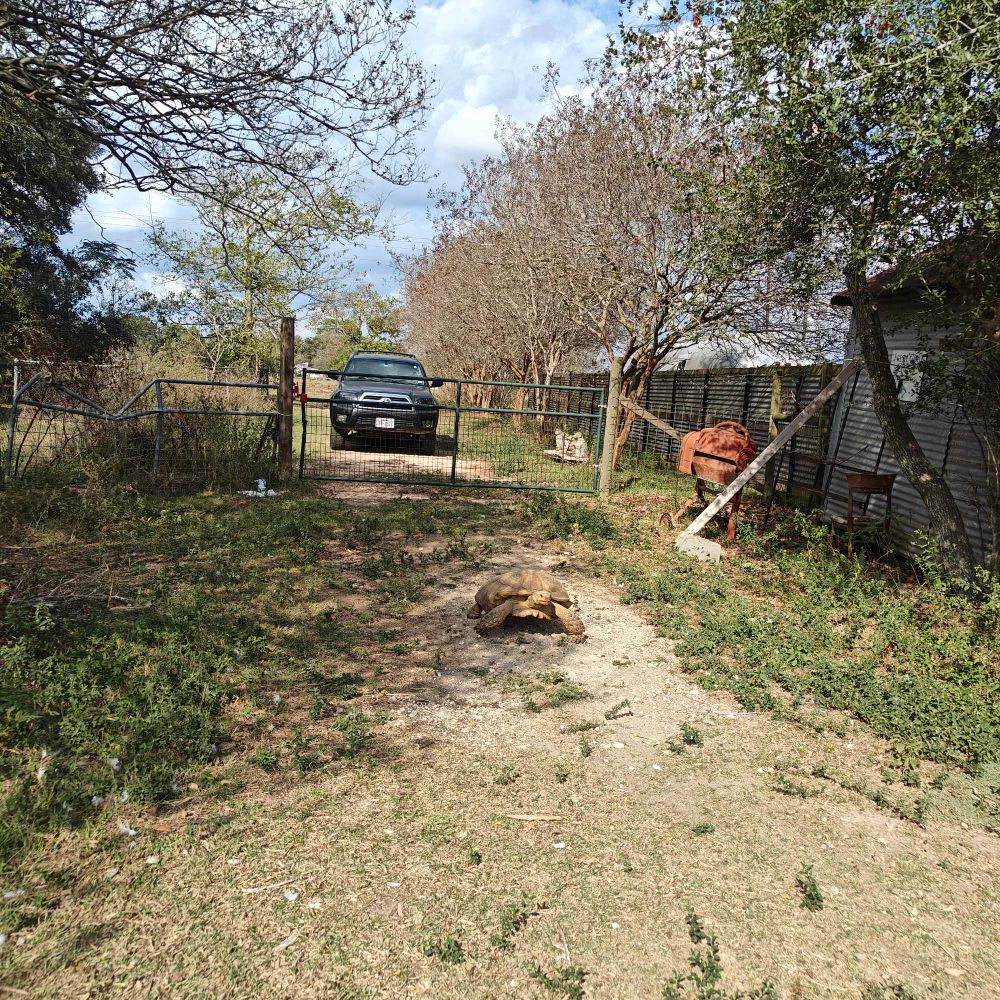 Large tortoise where he is definitely not supposed to be