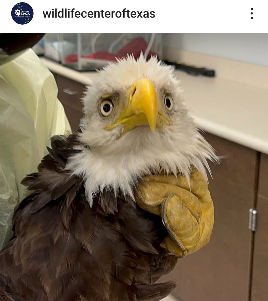 Freaked out bald eagle