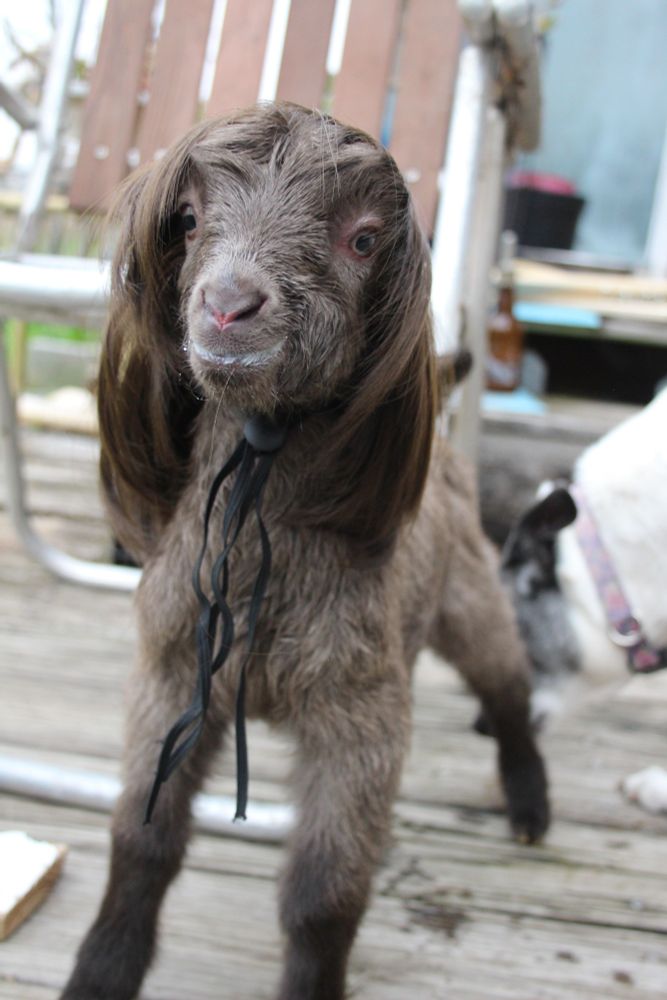 Gray brown baby goat with long brown hair. She looks like a '70s rock star