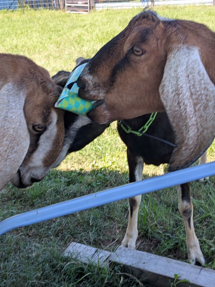 Goat eating the party hat off of another boat
