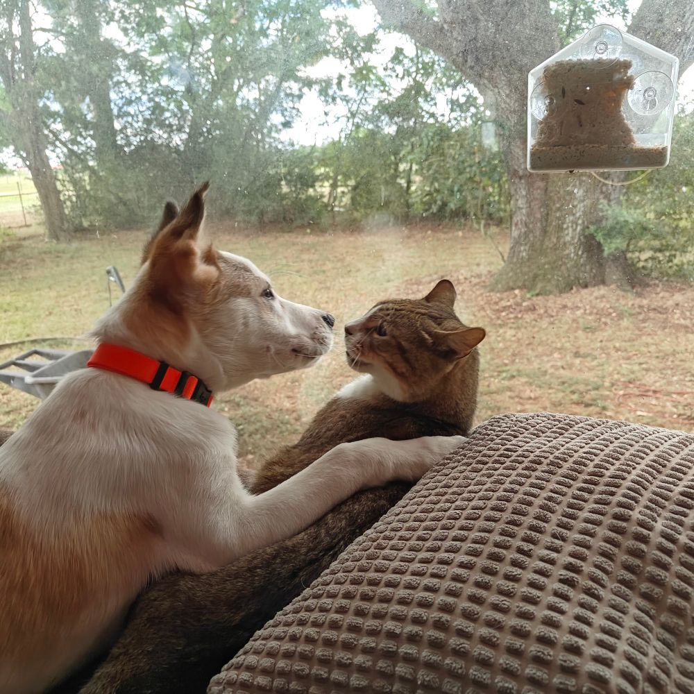 The same pair, but now the cat is looking straight at the dog with a unbridled disgust and a soupçon of rage