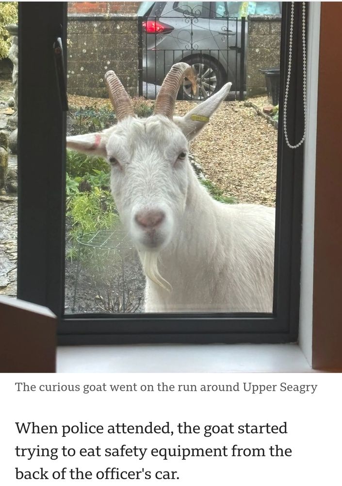 Photo of a goat taken through a window. Story says, when police attended, the first started trying to eat safety equipment from the back of the officers car