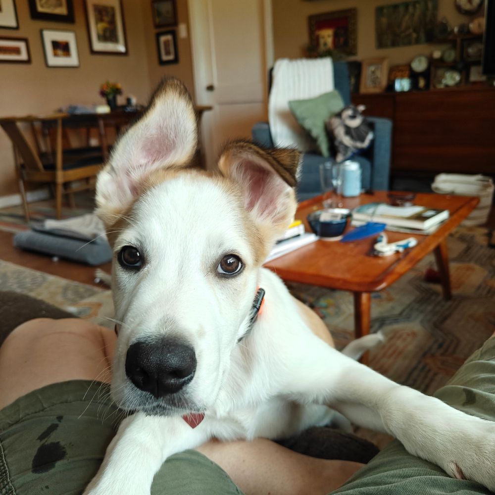 White and brown puppy with two feet up in my lab and some drool on my shorts. One of his ears is up, but still kind of resting on his head. The other is, I don't know. This boy's ears are strange.