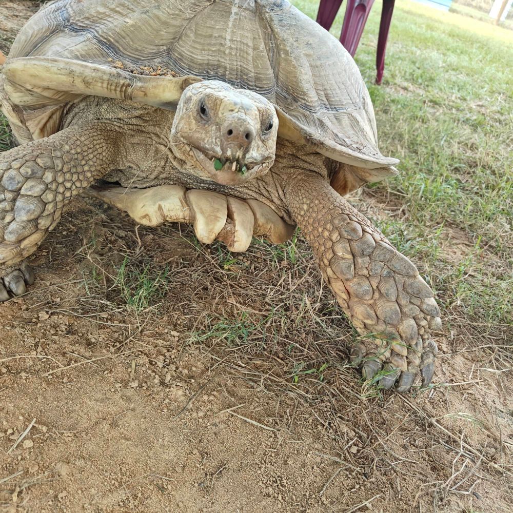 A large sulcata tortoise who is very concerned about your mental health in this fragile time between the election and what comes next