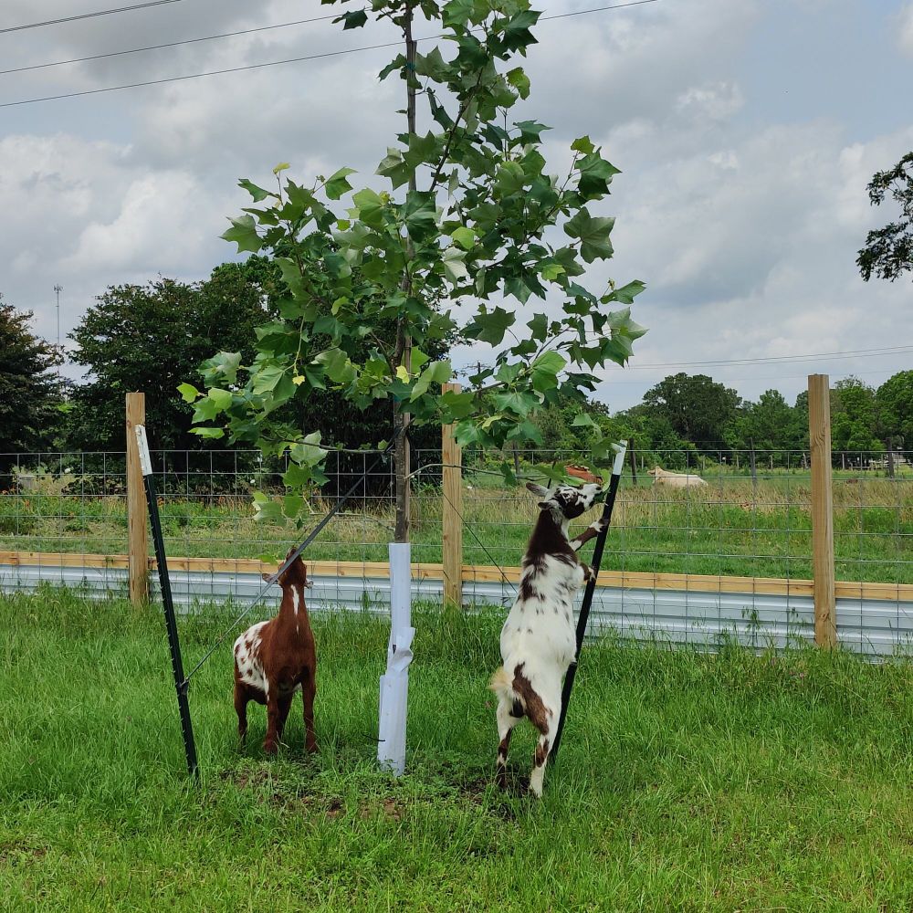 Two Nigerian dwarf goats unnecessarily pruning a sycamore tree