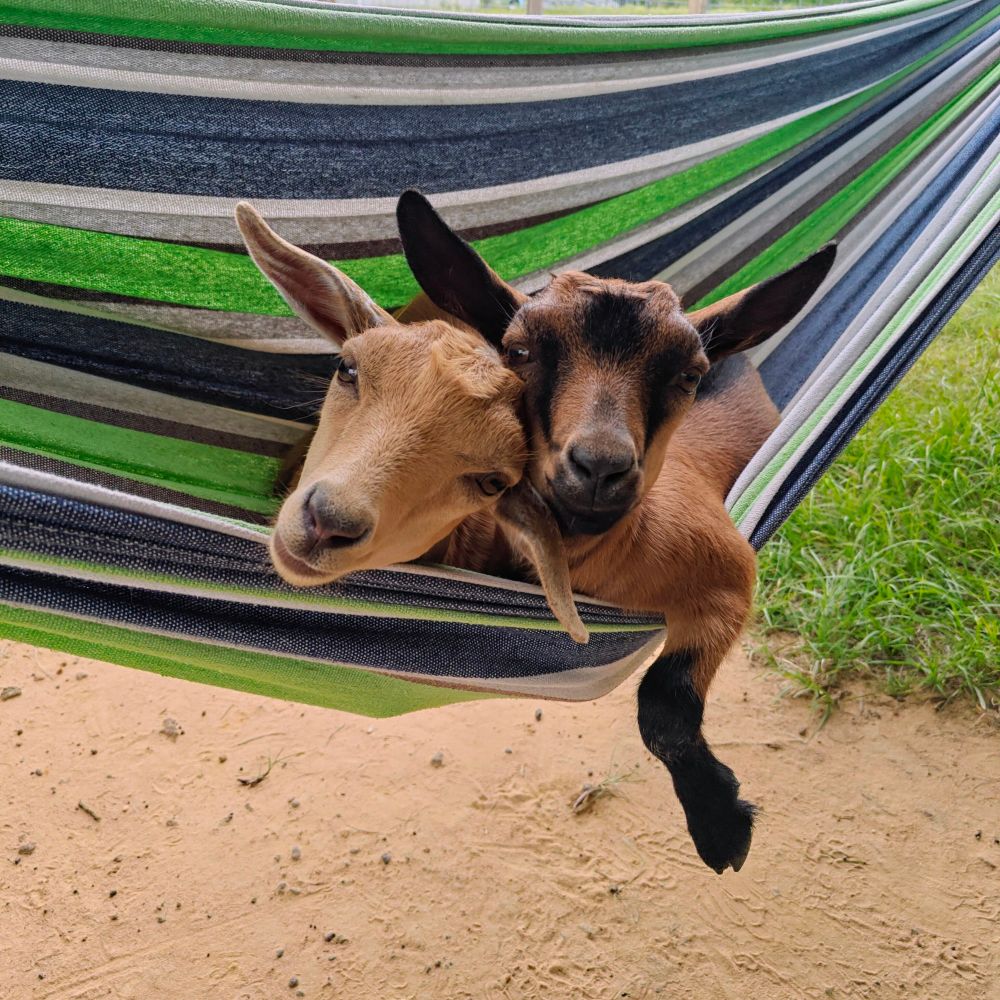 A brown and black goat and a tan goat snuggling together in a colorful hammock. One has his leg hanging out of the hammock.