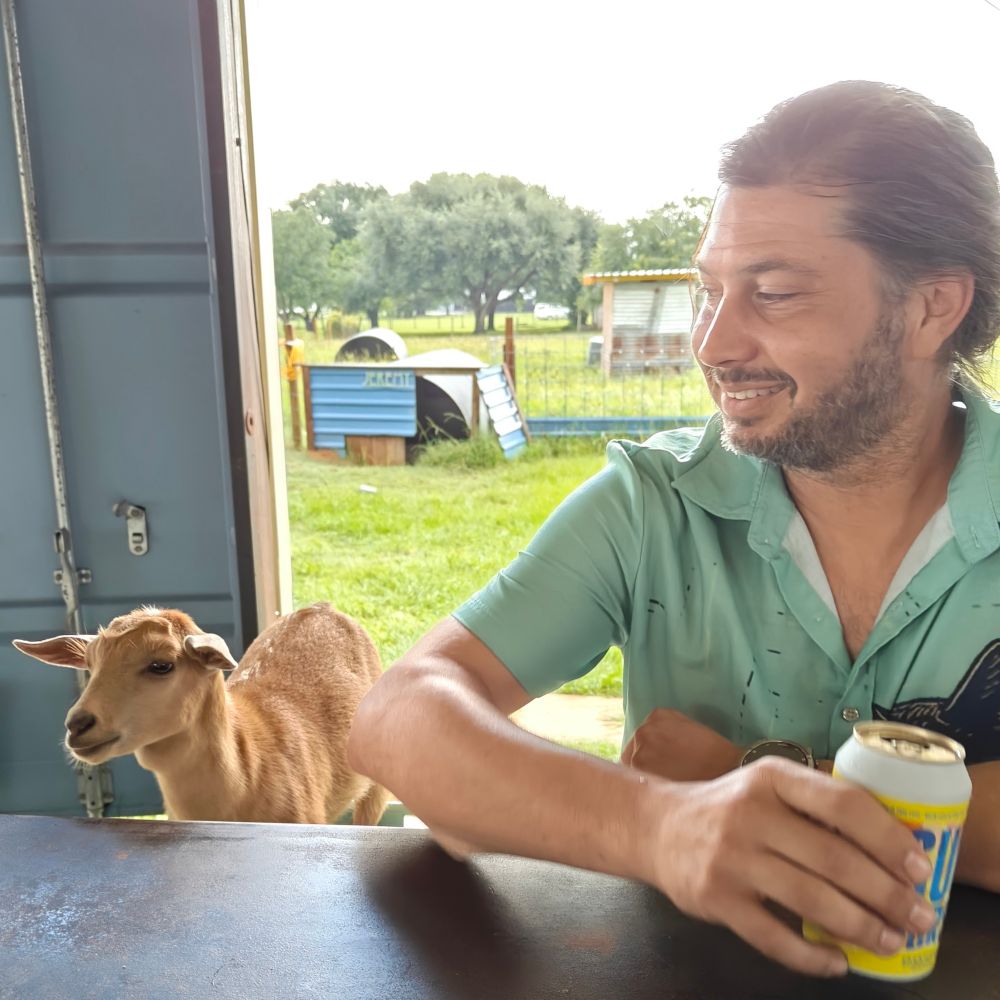 Small strawberry blonde goat bellied up to the bar next to a human who is enjoying a beer