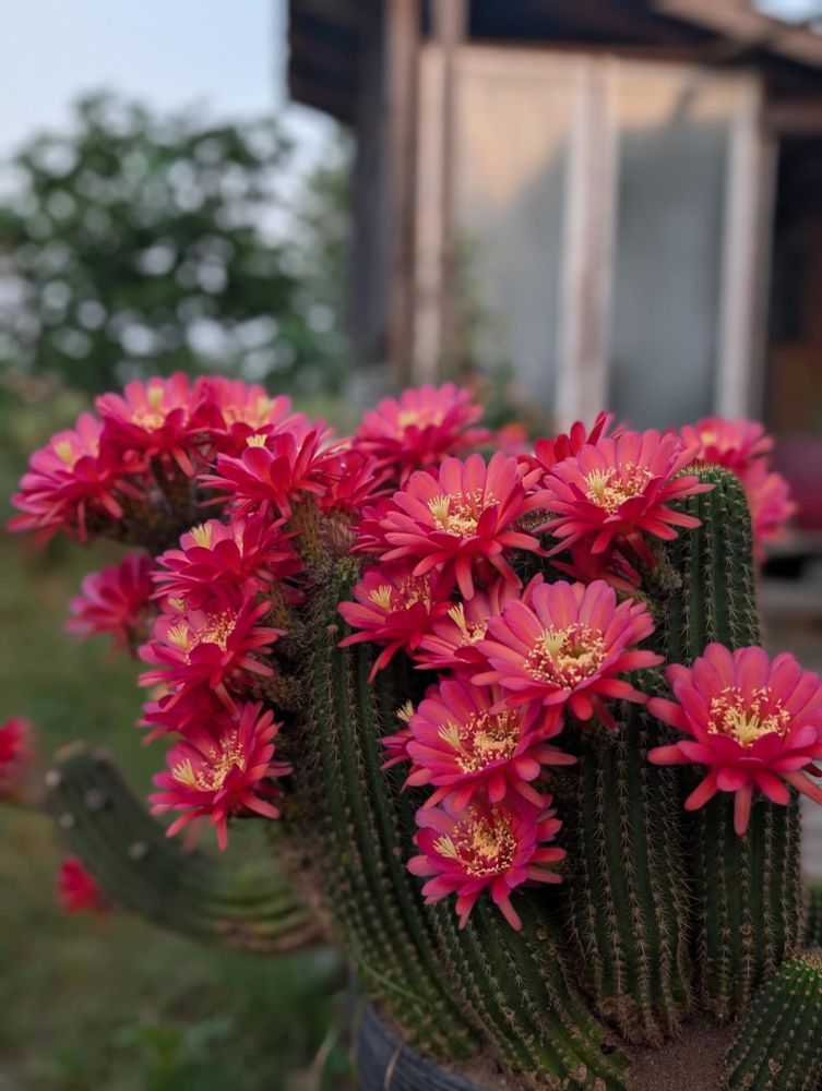 A riot of red flowers on a cactus