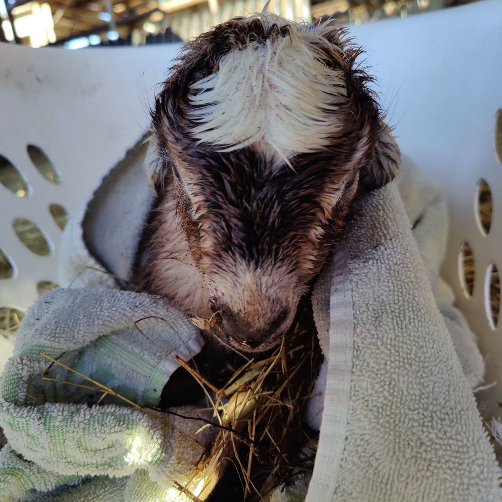 Tiny baby goat, fresh out of the oven