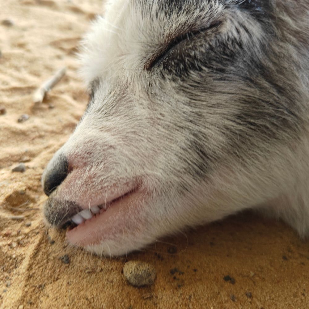 A little black and white baby go to sleep with their head in the sand. You can see two or three teeth in her little smile