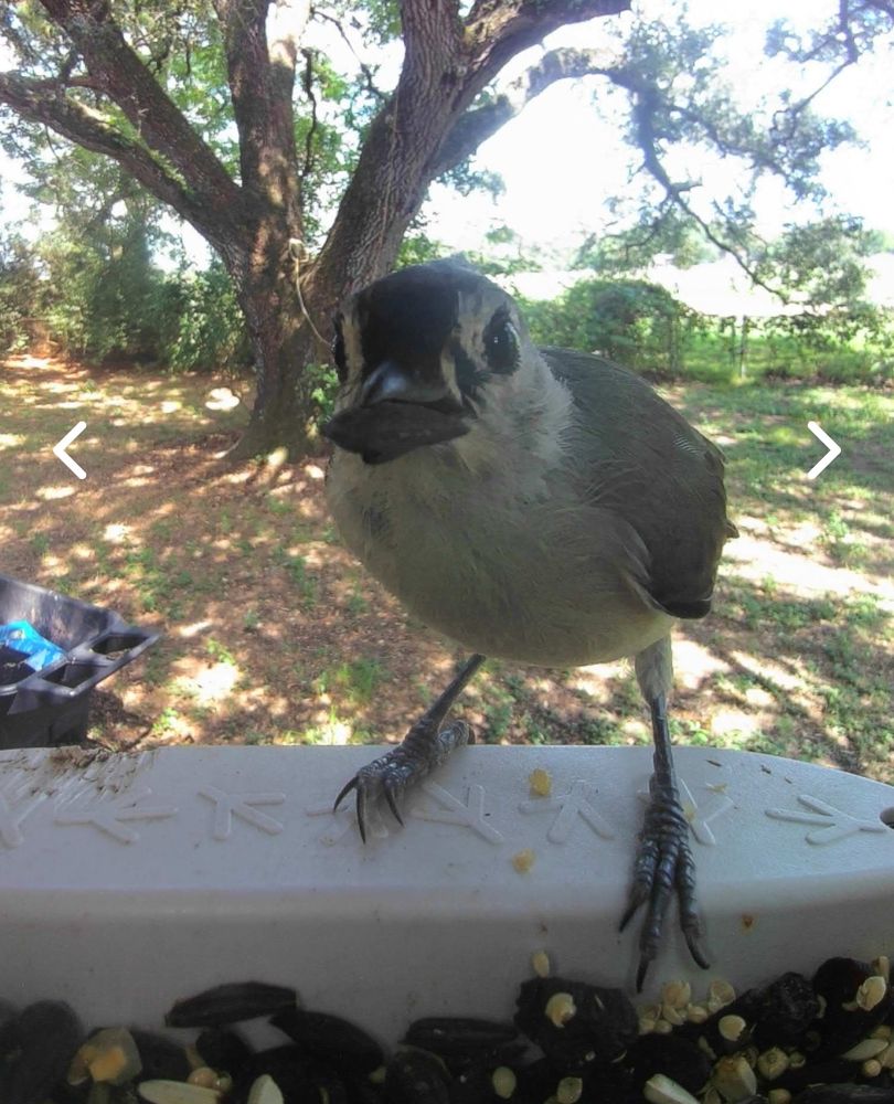 Tufted titmouse in my feeder. I'm so for accessibility, but sadly, alt text really kills some jokes. 
