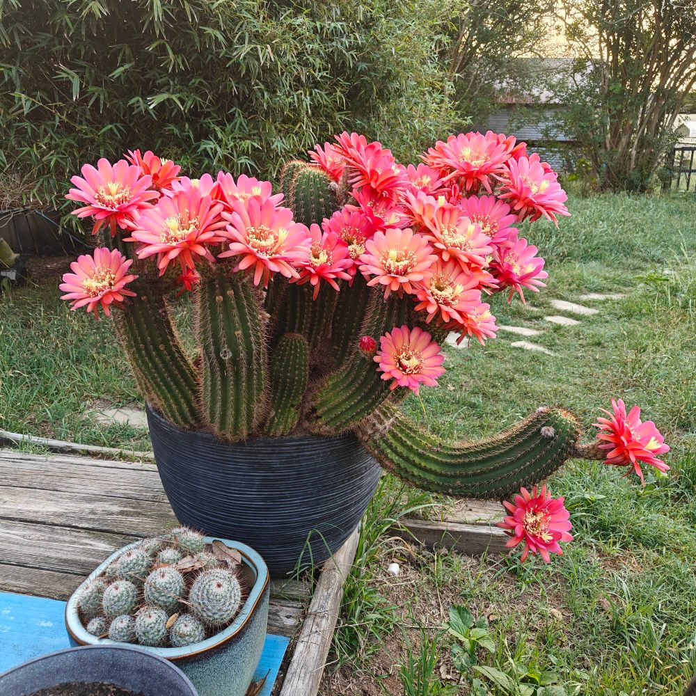 Large echinopsis cactus with dozens of big red blooms