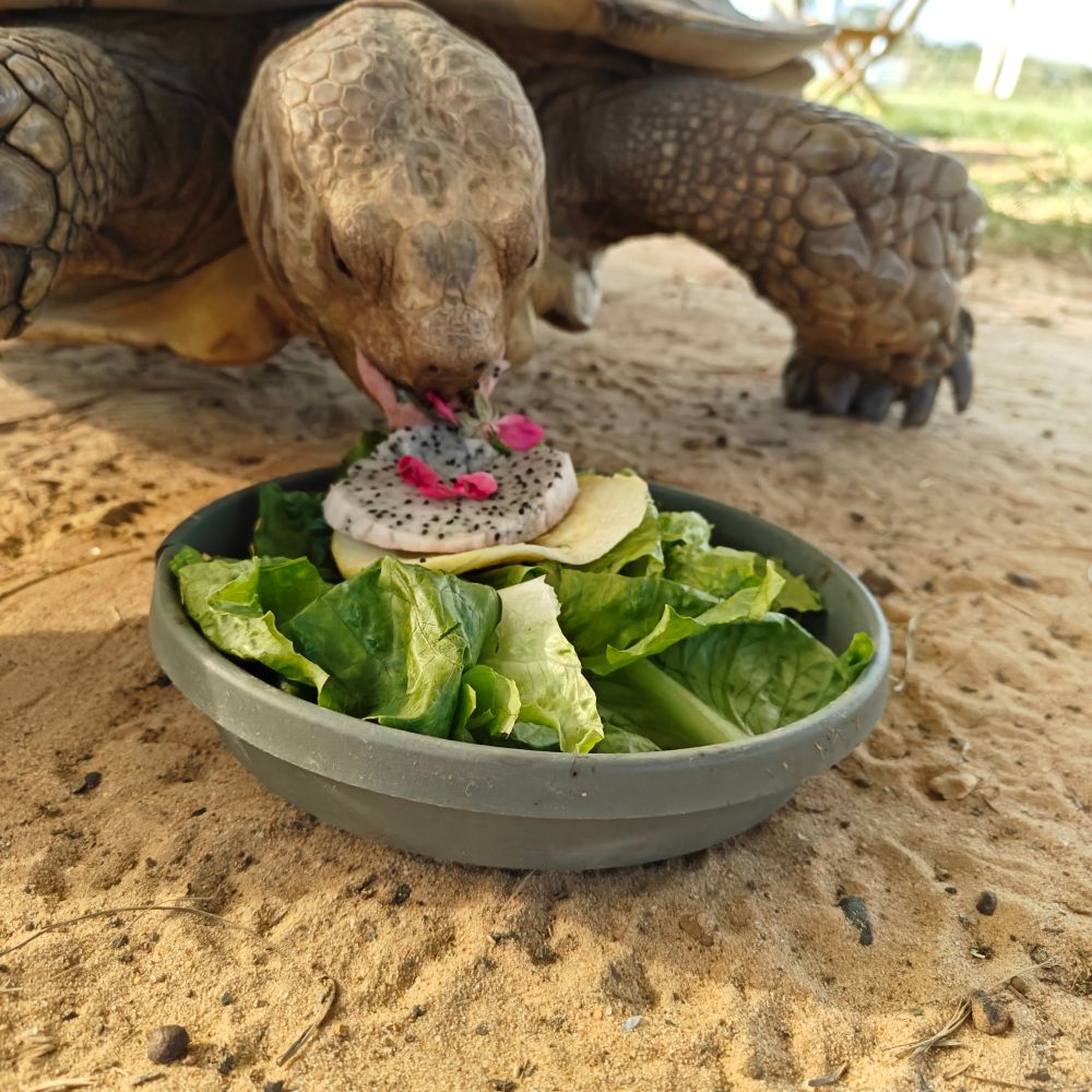 Tortoise eating his salad