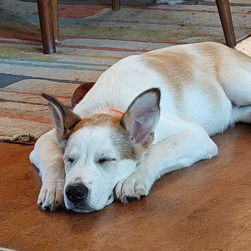 White and brown puppy sleeping. His head is between his two front paws and both his ears are standing straight up