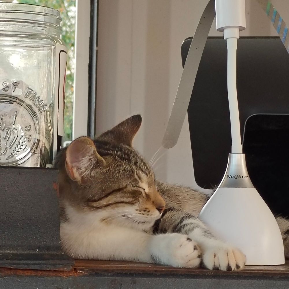Tabby cat snoozing next to a cash register