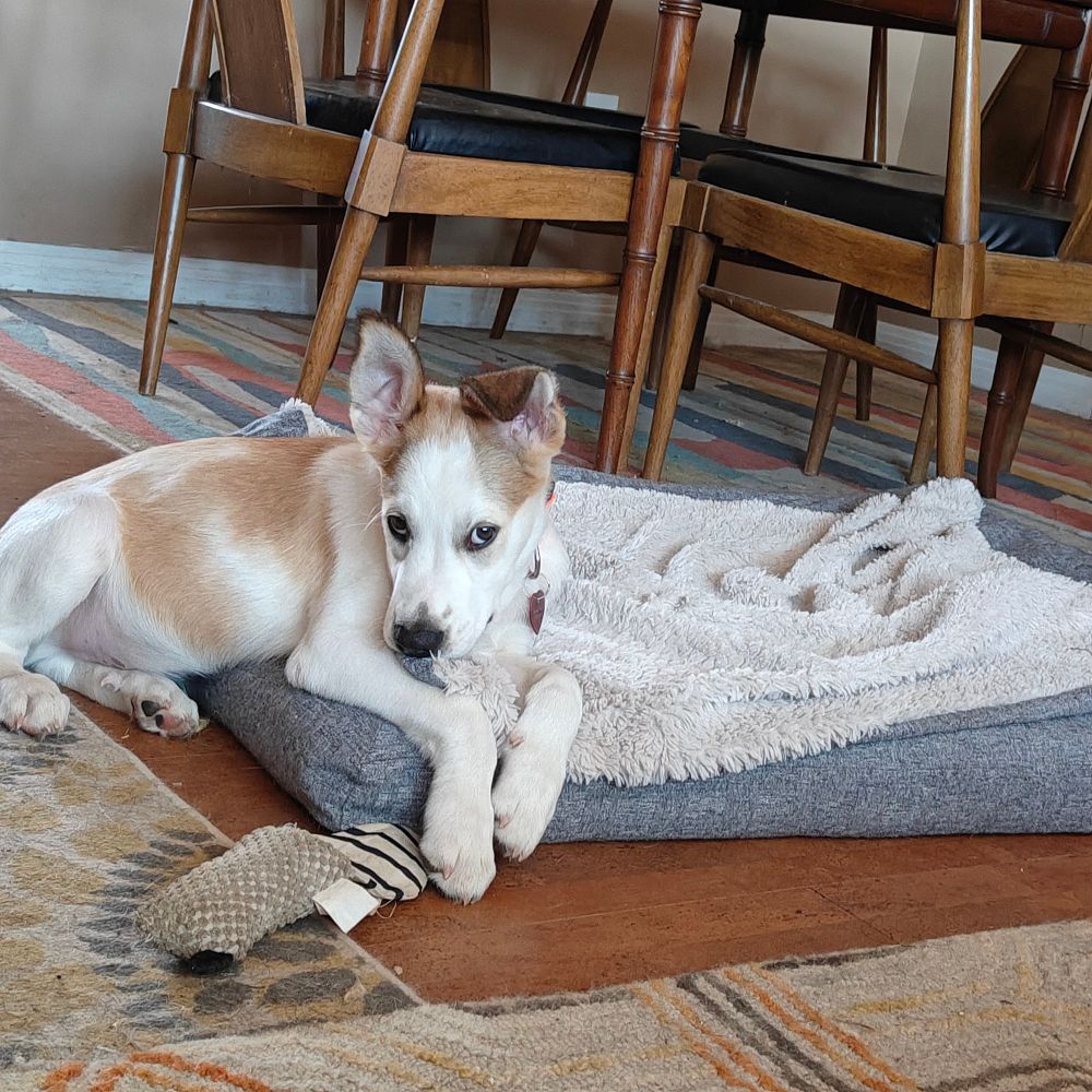 White and brown puppy in his bed. One ear is standing up and the other is partially up. It's a whole mood.