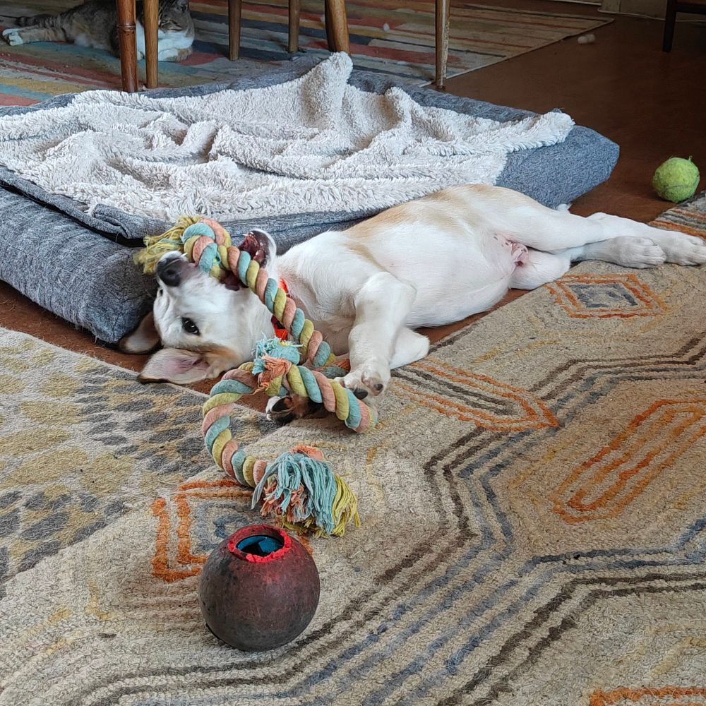 For consecutive shots of a white and brown puppy lying on his side playing with a multicolored rope chew toy