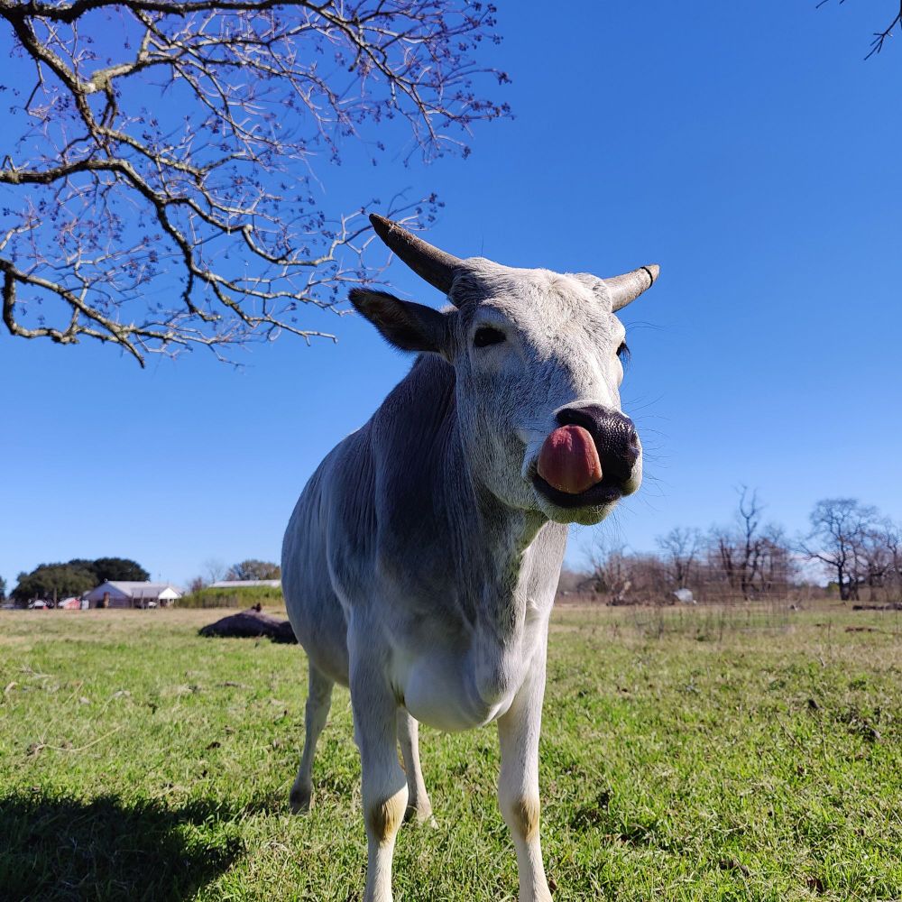 Tiny zebu with a big mlem
