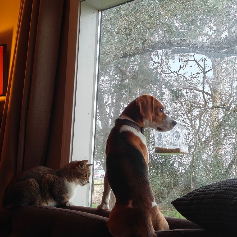 Cat and beagle on the back of a sofa looking out of a big picture window