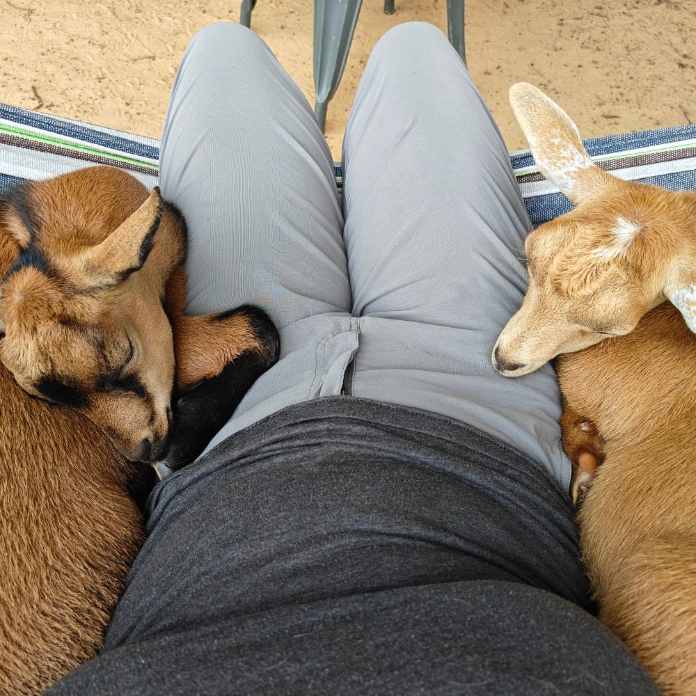 A human lap with a goat on either side of it in a hammock