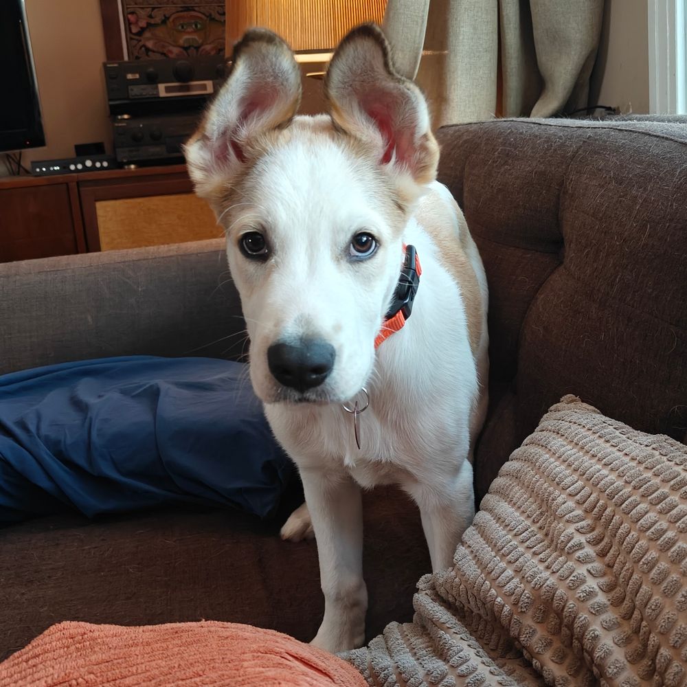 Large white and brown puppy with the most ridiculous ears that are trying to stand straight up. He's standing on the sofa daring me to say no