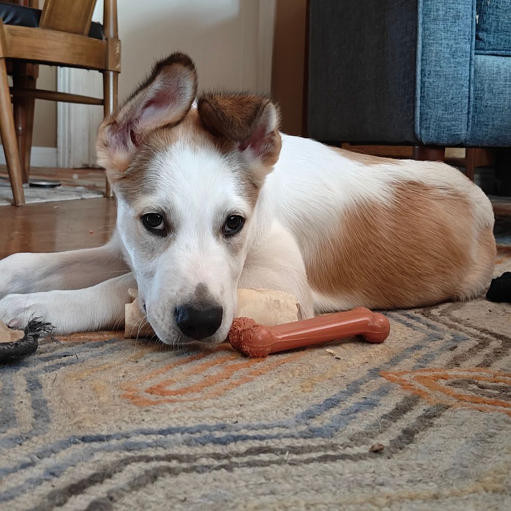 White and brown puppy. One ear is up and resting on his skull, the other is halfway up, the top half flopped over