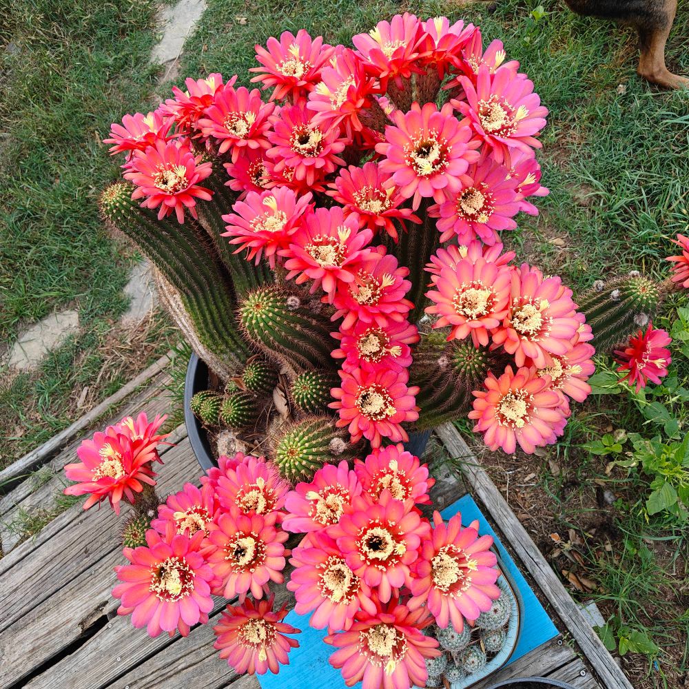 Overhead shot of a mess of red cactus Florida