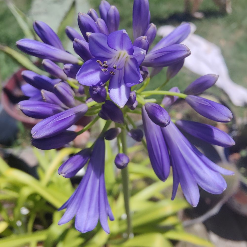 Agapanthus 
