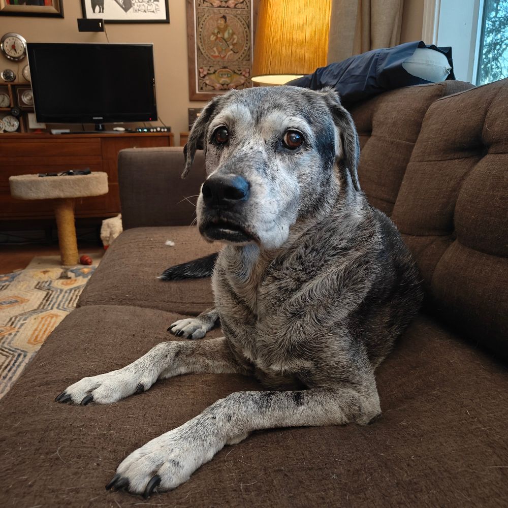 Elder dog with an impassive face